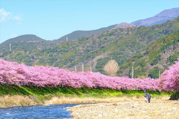 【写真】河津川沿い桜並木の桜