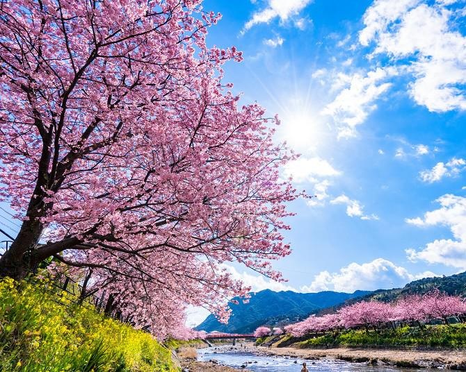 「河津桜」とは？伊豆の早咲き桜の特徴や2022年の河津桜まつりの開催情報をチェック