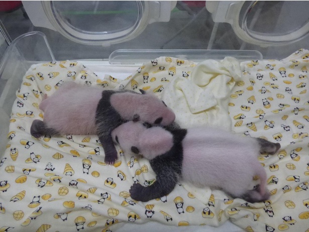 7月15日の双子パンダ。左がオス、右がメス。保育器の中でスヤスヤ眠っている