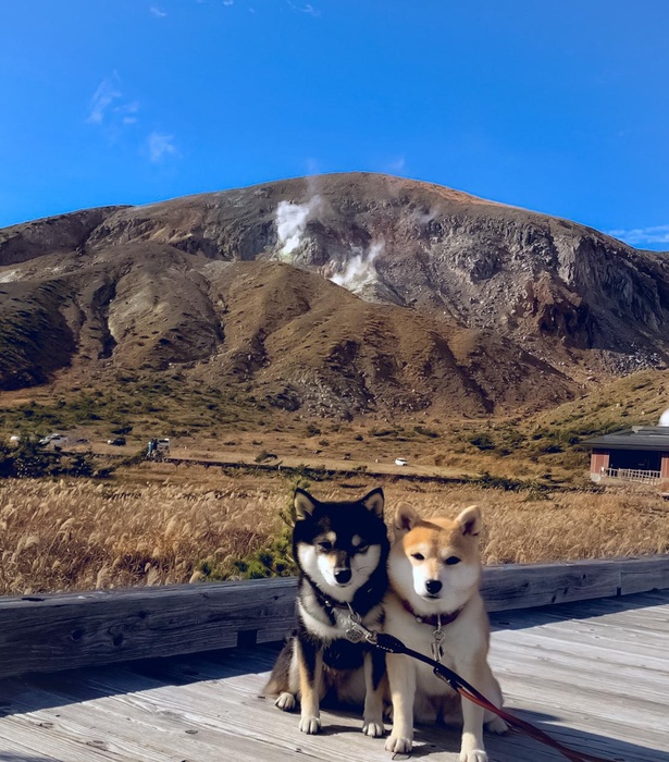 迫力ある火山を前にキョトン顔の2匹