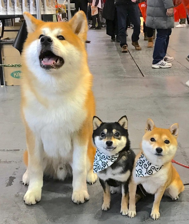 大阪で偶然出会った秋田犬とパシャリ。体格の違いが歴然！