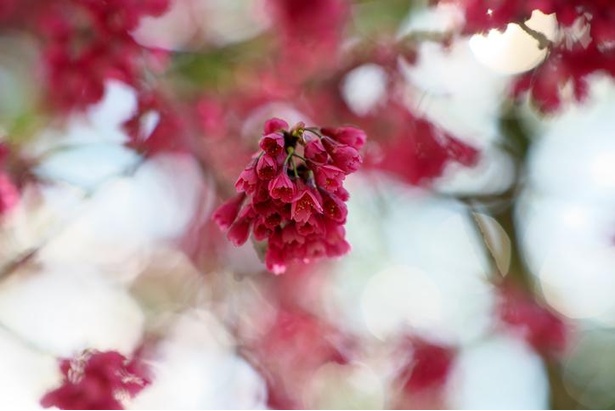 濃紅色の花が特徴のカンヒザクラ