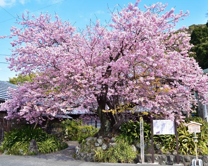 早咲き桜とは？種類ごとの色や形＆見頃から人気の観賞スポットまで