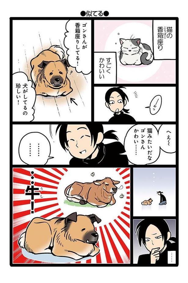 漫画 ゴンさんが珍しく 香箱座り その姿はまるで牛 雑種犬ゴンさんがダサかわいい 2 3 ウォーカープラス