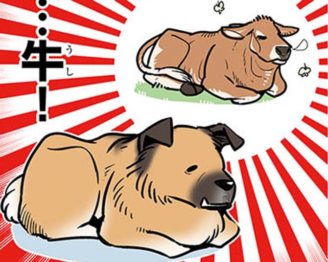 【漫画】ゴンさんが珍しく「香箱座り」。その姿はまるで牛…？／雑種犬ゴンさんがダサかわいい