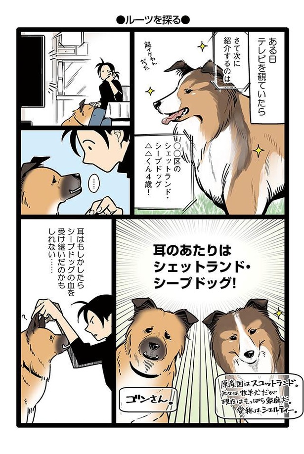 画像3 8 漫画 ゴンさんのルーツを探れ ブルドッグに柴犬 小型犬から大型犬まで網羅 雑種犬ゴンさんがダサかわいい ウォーカープラス