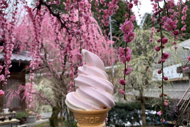 「梅ソフトクリーム」は2月上旬から4月上旬までの季節限定商品。「湖畔の里つきがせ」でも販売予定