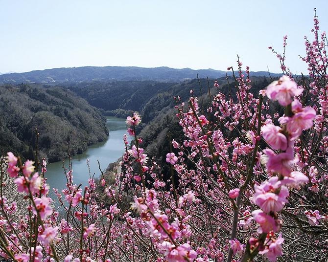 関西屈指の梅の名所！約700年続く名勝地「月ヶ瀬梅林」で春の訪れを感じよう