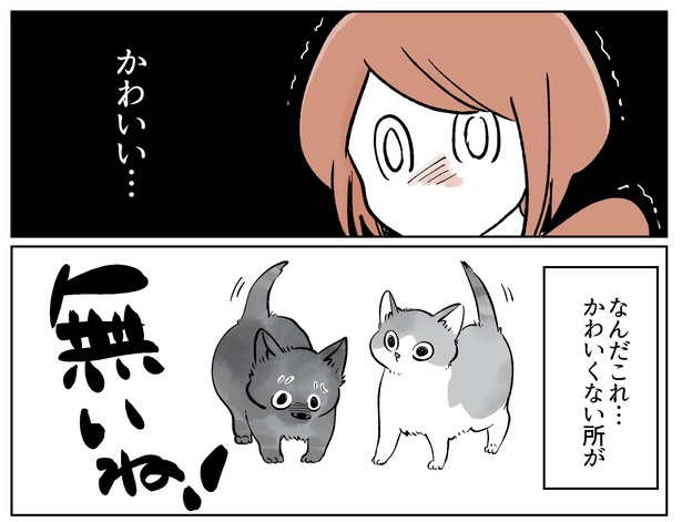 「こねこのドレイ3」より