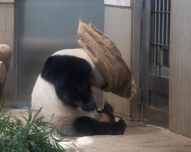 【パンダWalker】双子パンダも撮影成功！「上野動物園」からシャンシャンの暴れん坊ショットと共に紹介
