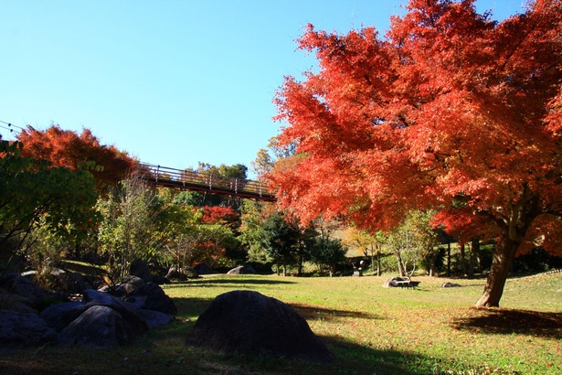 イトトンボ橋から見渡せる広場。秋は紅葉がきれい