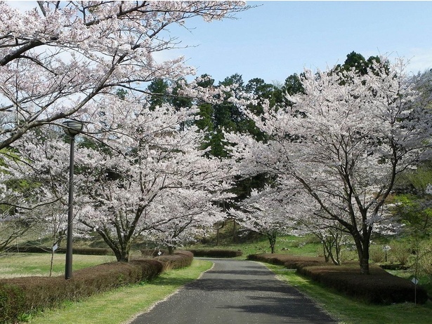 園内では、ソメイヨシノやヤマザクラなど、たくさんの桜に出合える。花見スポットとしても人気