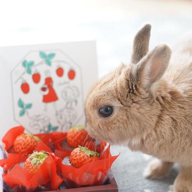 いちごが大人の味ってどういうこと!?」うさぎもいちごを食べる？うさぎ 