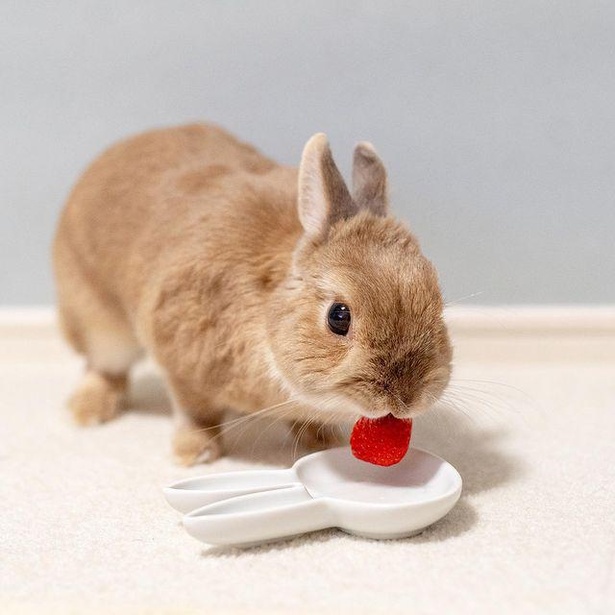 いちごが大人の味ってどういうこと!?」うさぎもいちごを食べる？うさぎ