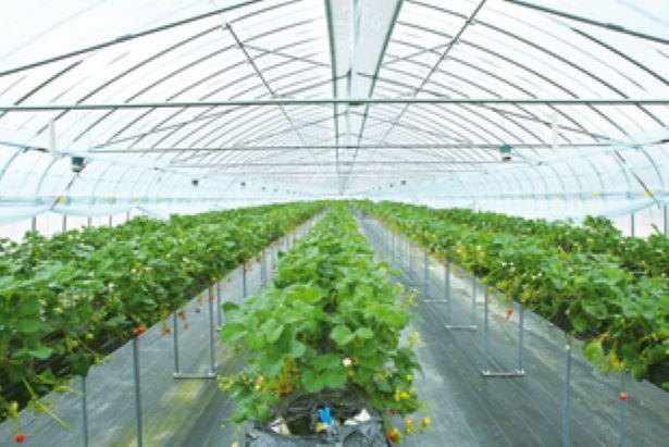 草津市認定ブランドの「蜂蜜いちご」を栽培