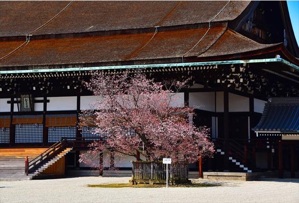 京都御苑 紫宸殿前に咲く「左近の桜」