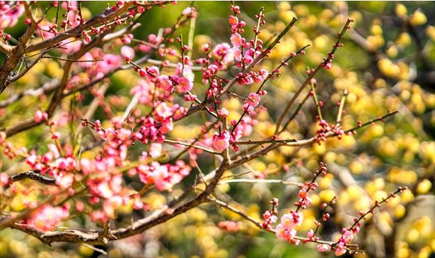 【写真】奈良時代、宴で愛でられたのは梅だった