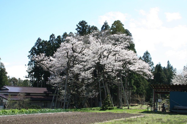 草岡の大明神ザクラは国指定天然記念物のエドヒガンの巨木で「種まき桜」とも呼ばれる