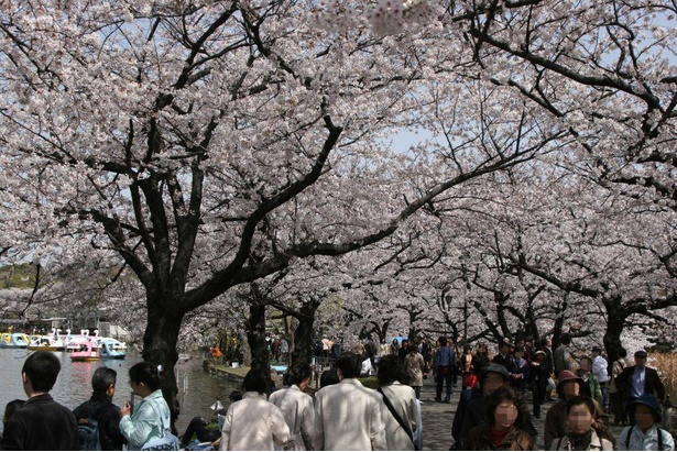 不忍池そばの桜並木は花見客で賑わいを見せる