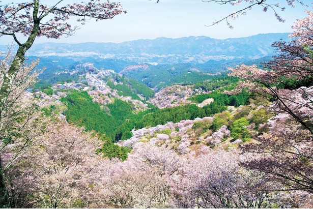 吉野山(上千本)の桜。展望台からは上千本からの吉野山全体の桜が見渡せる