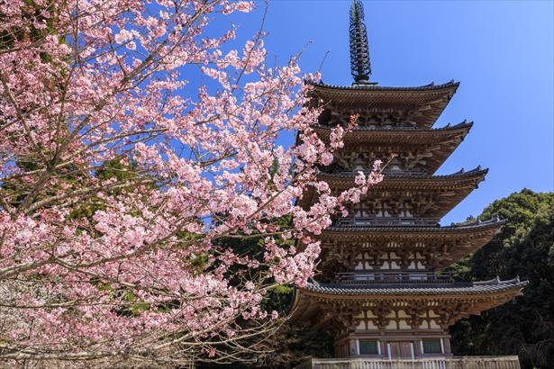 世界遺産に登録されている醍醐寺は豊臣秀吉が「醍醐の花見」を行った地としても知られる
