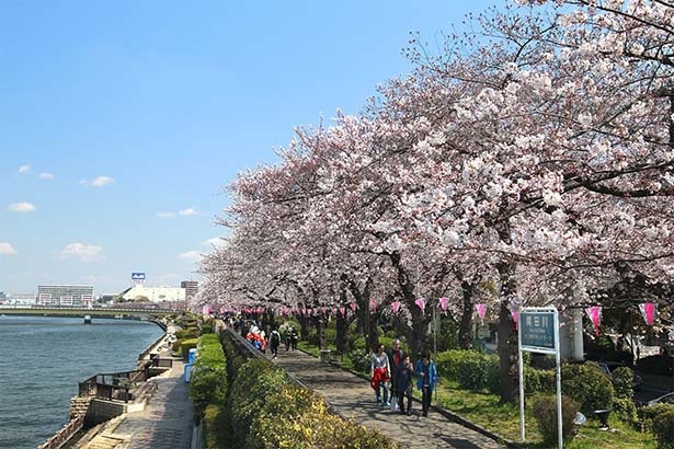 遊歩道沿いをピンク色に染める桜並木