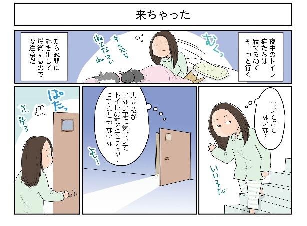 漫画 真夜中のトイレで ギェッ ある意味ホラー 何度やられても怖いリアル猫ドッキリとは ウォーカープラス