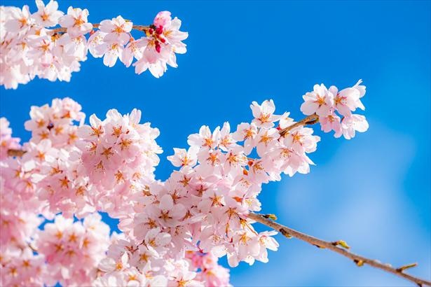 日本を代表する花、桜。その花言葉って？