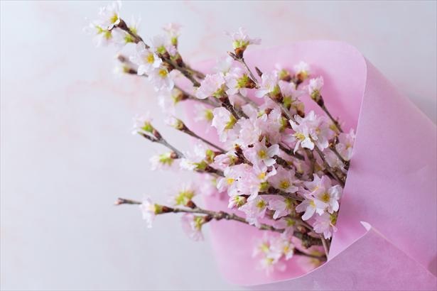 【写真】実は生花店でも購入できる桜。花言葉とともに春の贈り物に選ぶのも一興