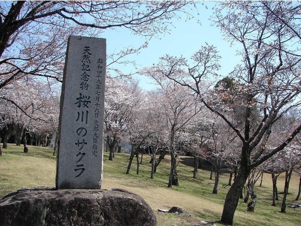 磯部桜川公園 天然記念物 石碑