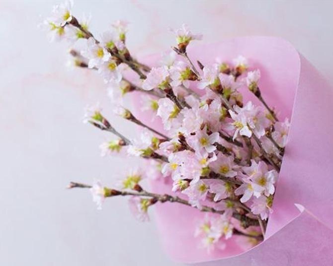 桜の花言葉、知ってる？桜の種類によっても異なる花言葉と、その由来や意味を解説