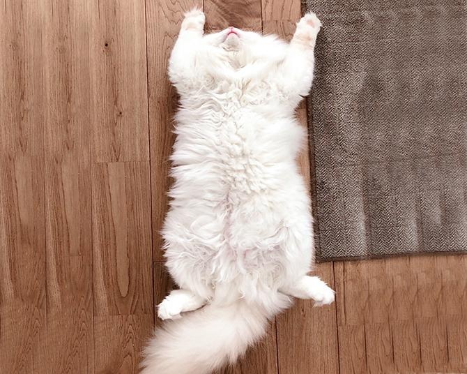 【今日は猫の日】猫が電池切れとは!?「へそ天＆バンザイ寝」の破壊力がバツグン!!再生回数100万回越えの「ぽて寝」が激カワ！