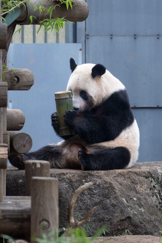 画像3 / 20＞【パンダWalker】「上野動物園」から双子パンダ
