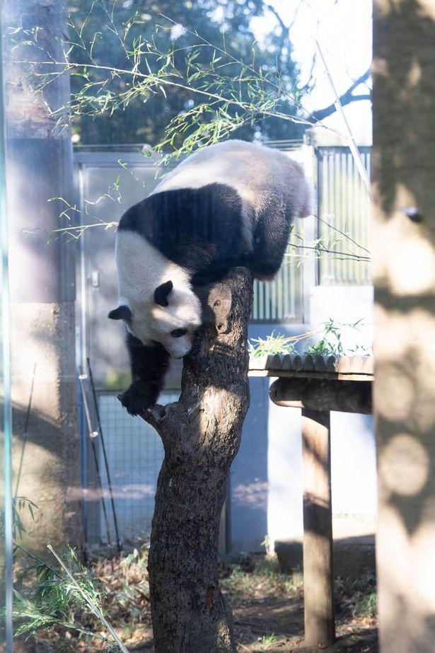 シャンシャン スマホ手袋 無き キッズサイズ フリーサイズ パンダ 上野動物園 ZOO ぱんだ