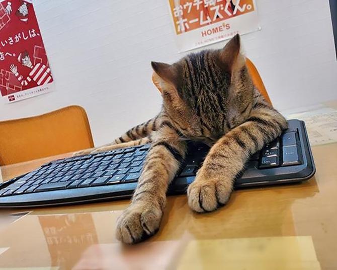 「もう働けニャイ…」遊び疲れた猫がパソコンに突っ伏す姿がたまらん～!!可愛すぎて罪なレベル！
