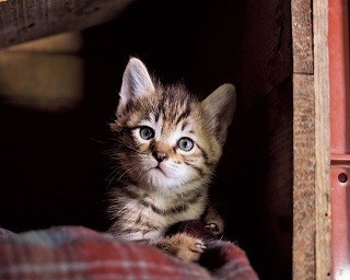 津軽の四季とともに、子ネコたちが育つ成長物語！「ふるさとのねこ」の写真展