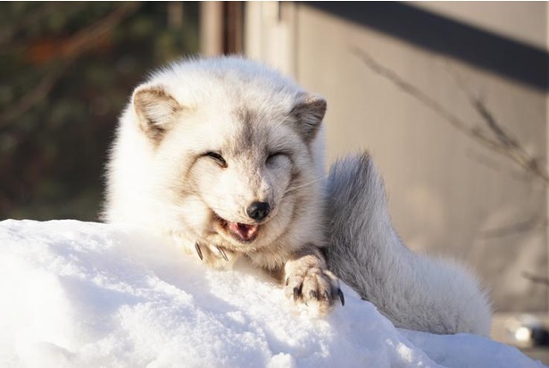 もっふもふでにっこにこ 幸せそうな 笑顔 を見せるホッキョクギツネがかわいすぎる ウォーカープラス