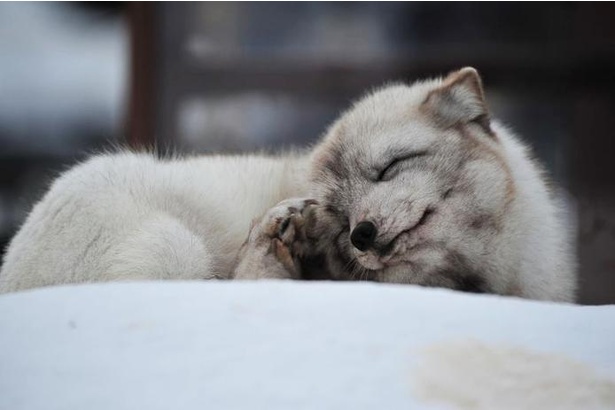 もっふもふでにっこにこ 幸せそうな 笑顔 を見せるホッキョクギツネがかわいすぎる ウォーカープラス