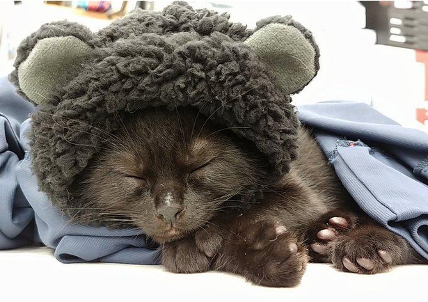 78日目。黒猫ならぬ黒熊に変身。遊ばれても気にぜず熟睡