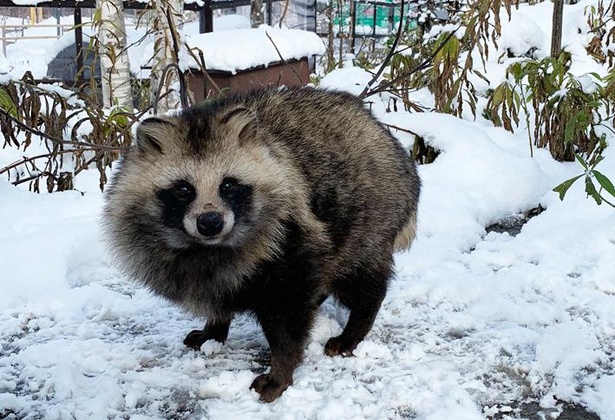 かわいすぎる森の妖精から日本最大の陸生動物まで！北海道固有種の