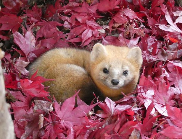 画像3 50 かわいすぎる森の妖精から日本最大の陸生動物まで 北海道固有種の エゾ な動物たち ウォーカープラス