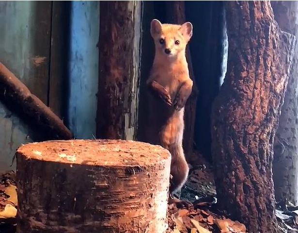 かわいすぎる森の妖精から日本最大の陸生動物まで！北海道固有種の