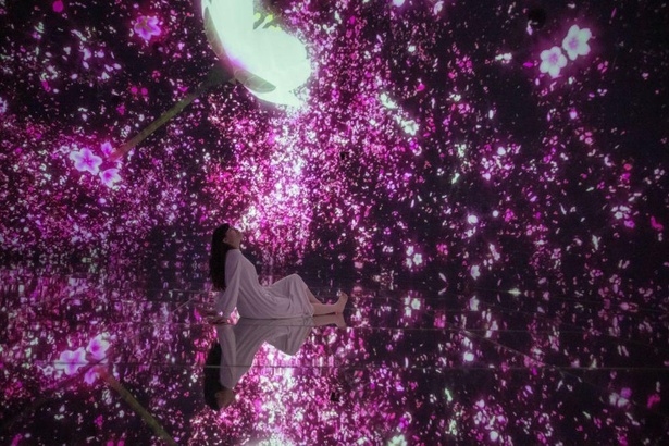 巨大ドーム作品「Floating in the Falling Universe of Flowers」では、空間いっぱいに桜が咲き誇る