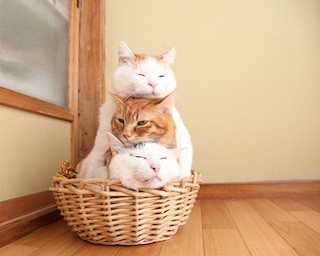 癒されること、間違いなし！ネットで話題の猫たちの写真展が開催