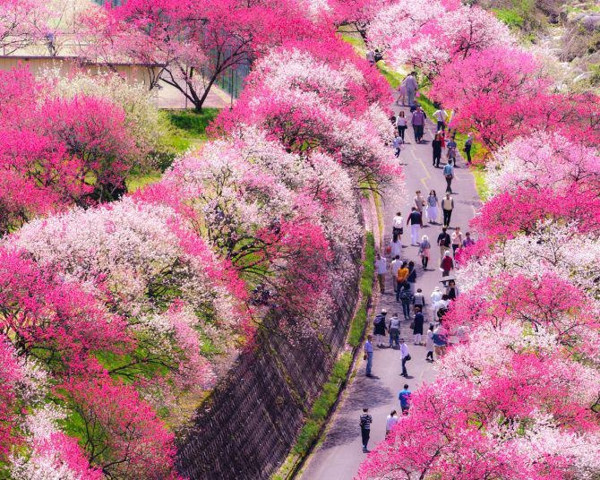 1万本の花桃が約40キロにわたり咲き誇る！長野県阿智村で春の散策＆ドライブを楽しもう