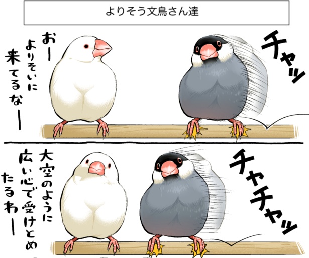チュッチュッ、と鳴いているのはこうして話し合っているからかも。よりそう文鳥さん達(1)
