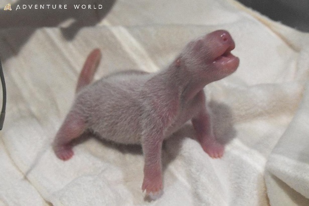 生まれたてのパンダの赤ちゃん。体毛もうっすら