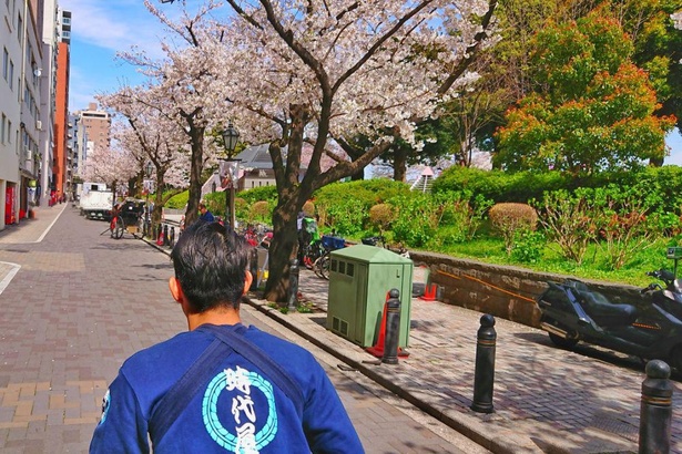 助六夢通りの桜並木を人力車に乗って眺められる