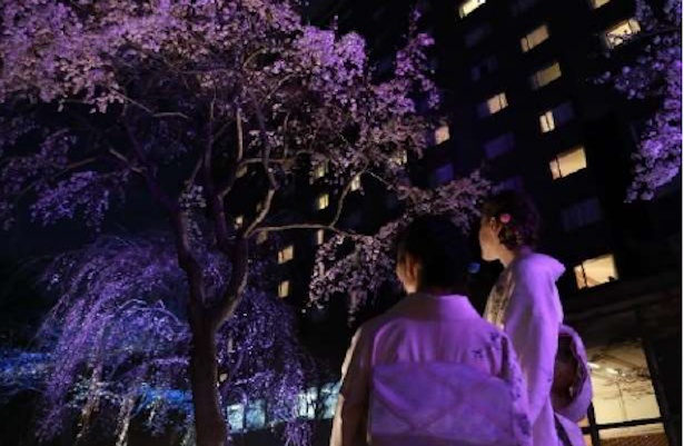日本庭園で夜桜も楽しめる