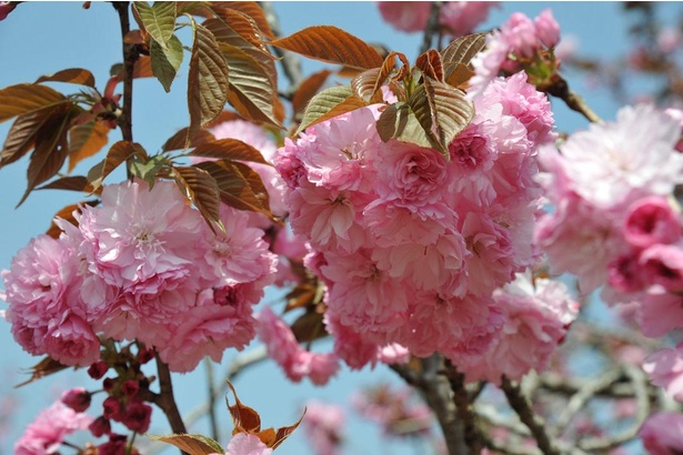 神奈川県西部の名産品・八重桜「関山」